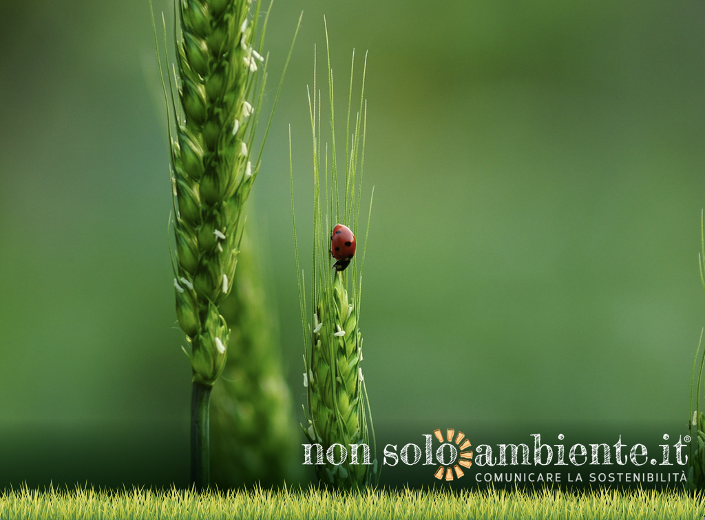 #SustainingAllLife, la Giornata Mondiale della Natura 2020 celebra tutte le forme di vita