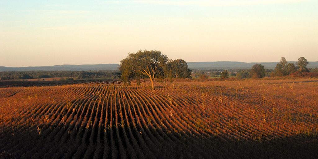 Land grabbing: l’accaparramento delle terre altrui nell’epoca del colonialismo 2.0