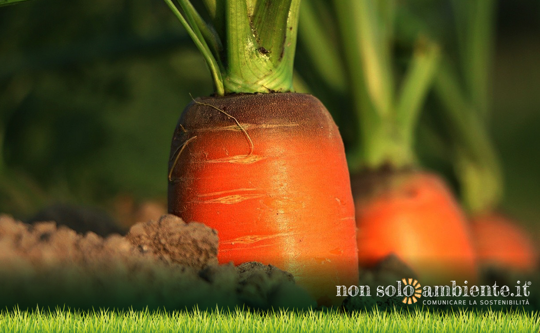 Biodynamic agriculture: is it the revolution for Italian agriculture?