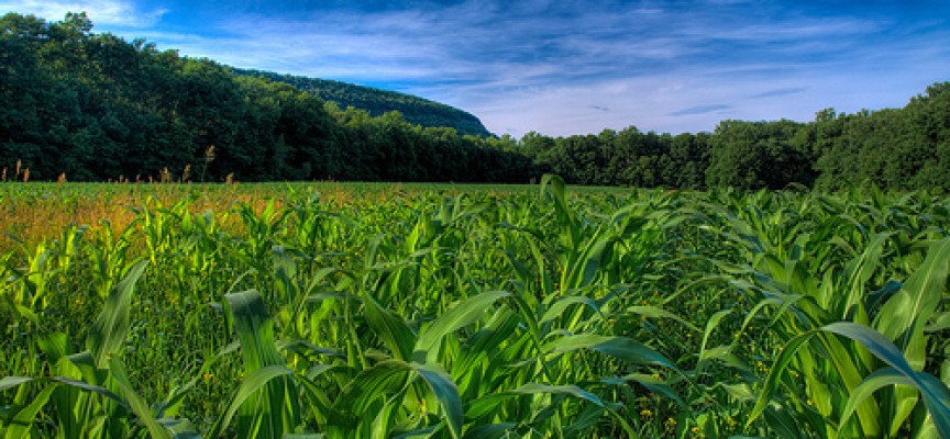 Agricoltura conservativa: un nuovo approccio per tutelare terreni e ambiente