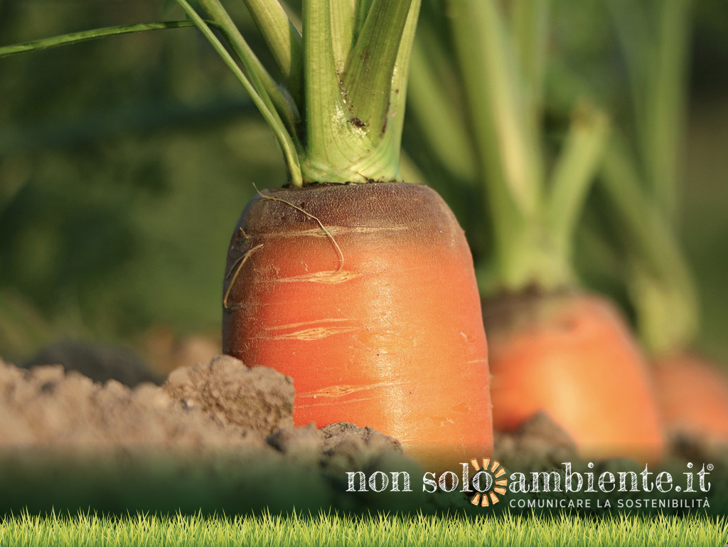 Agroecologia e filiera corta: il futuro dell’agricoltura UE