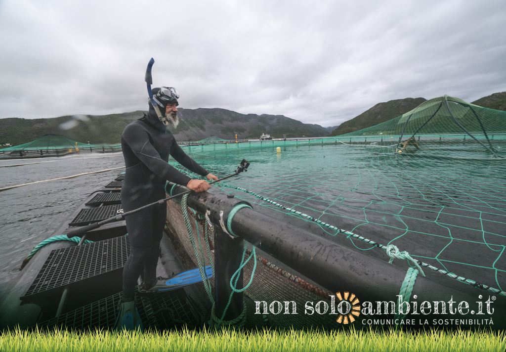 Artifishal, Patagonia’s movie about salmons and fish extinction 