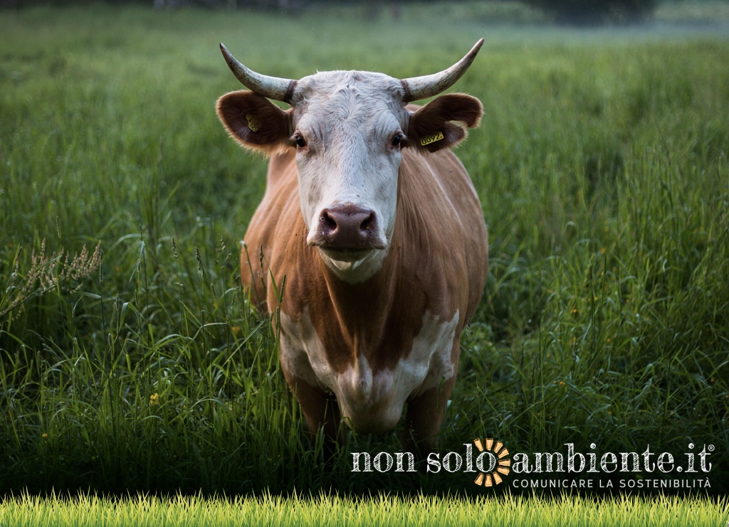 Qual è l’impatto del consumo di carne sull’ambiente?