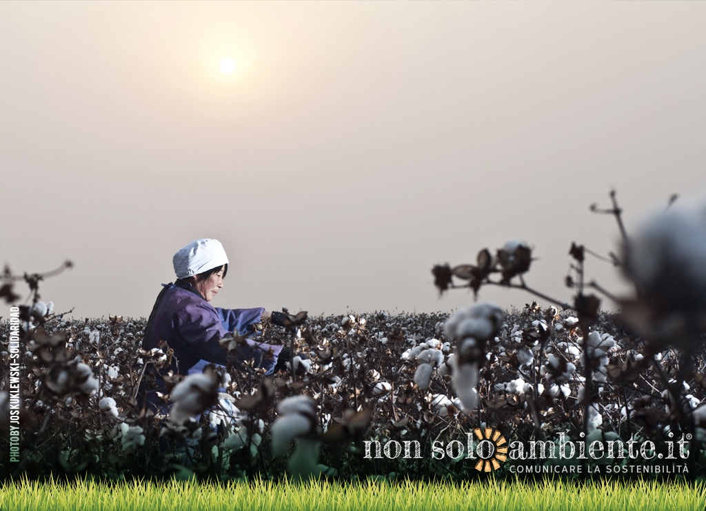 Sustainable Cotton Ranking: le aziende che usano cotone sostenibile 