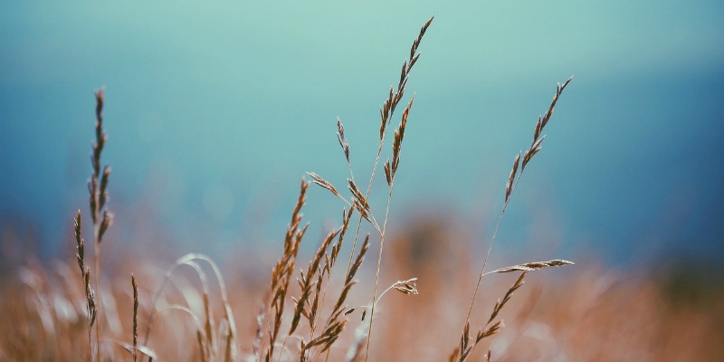 Innovazione sostenibile: nasce il biodiserbante al profumo di olio e di vino