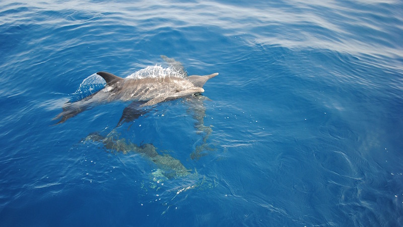 Messico, delfini addestrati per salvare cetacei in via d’estinzione