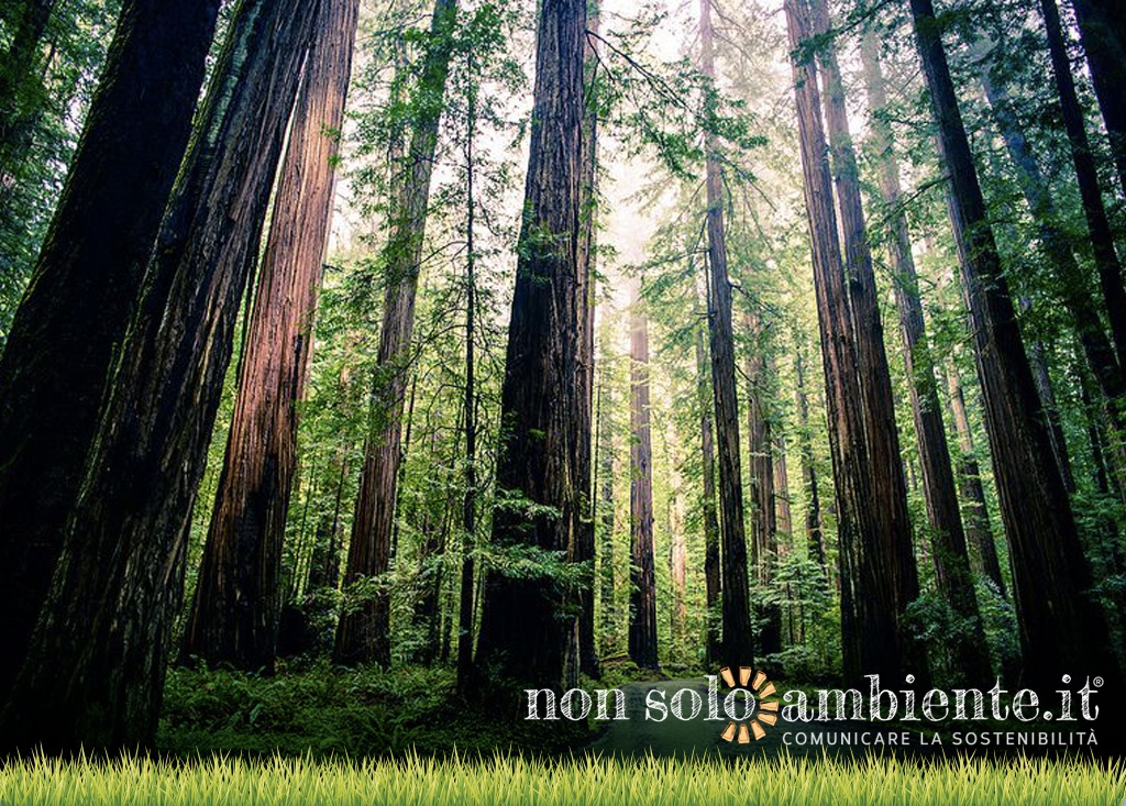 “Forest For Future” tutela foreste e biodiversità