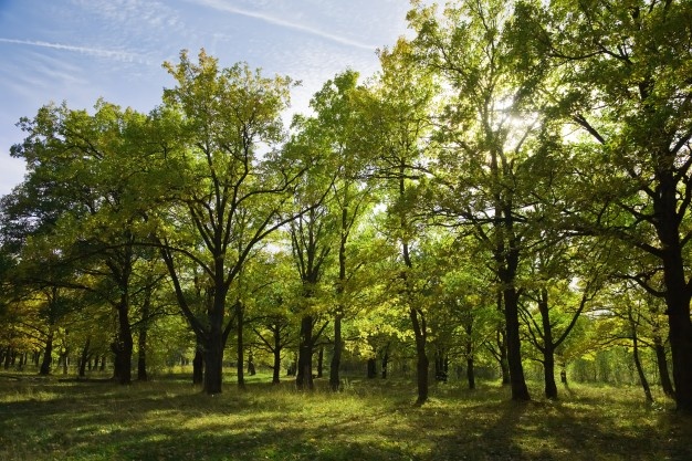 Polonia, via al disboscamento dell’ultima foresta vergine d’Europa