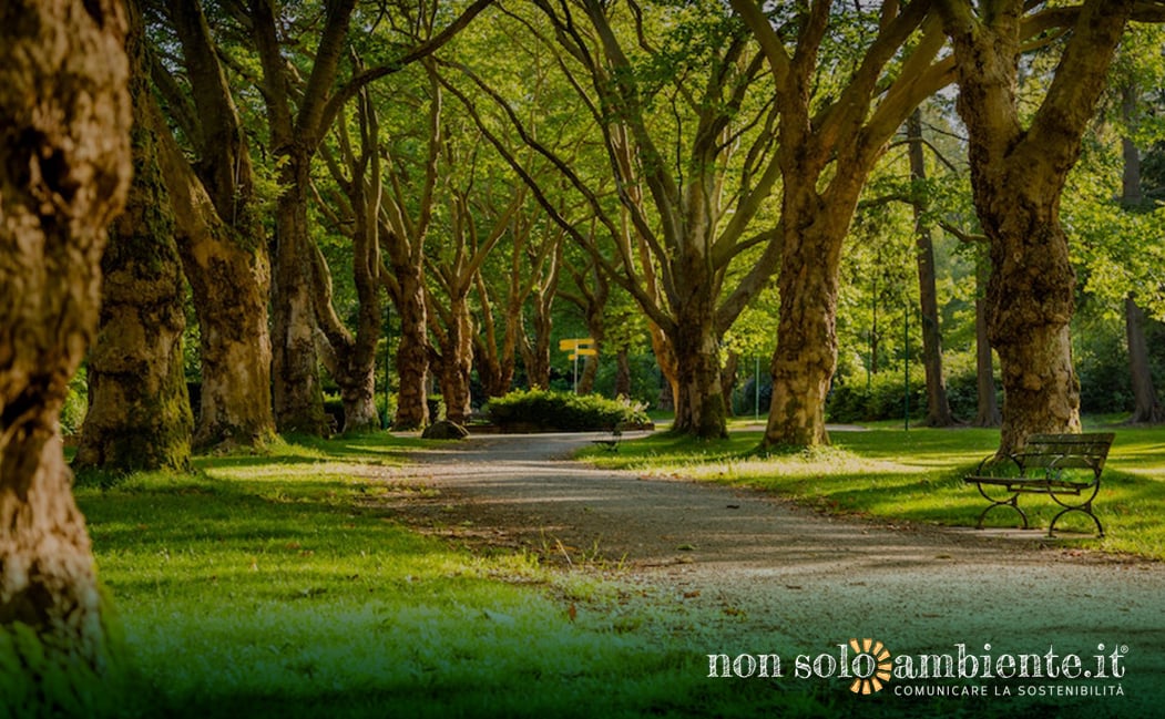 Giornata nazionale degli alberi: tutti i dati sulla condizione dei boschi in Italia