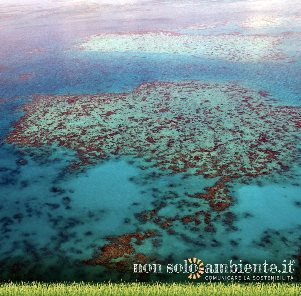 Barriera corallina australiana, trovato il modo per riprodurla