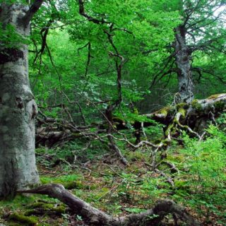 Italia, foreste in crescita: un terzo del Paese è verde