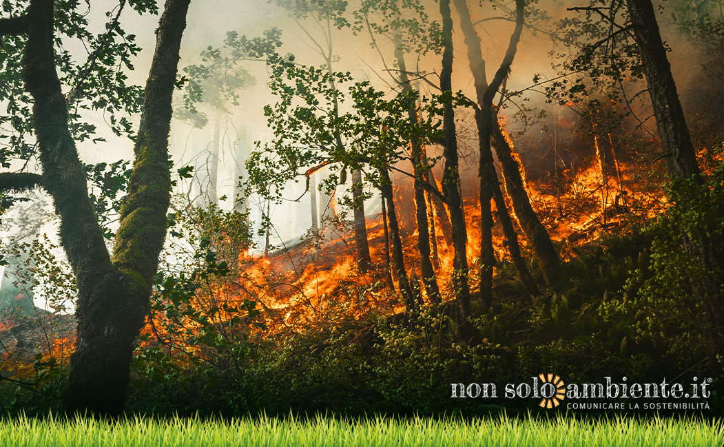 Incendi in Italia e nel mondo, il triste bilancio di un’estate in fiamme