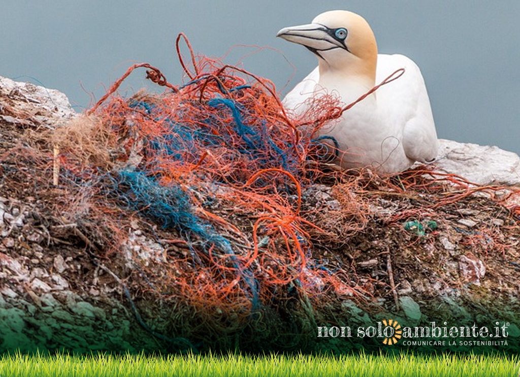 Oceani di plastica: a repentaglio gli ecosistemi marini