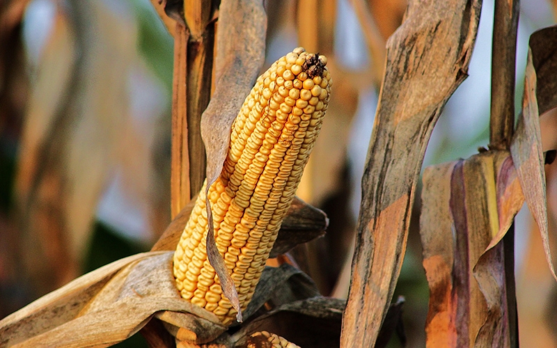 Organismi geneticamente modificati in agricoltura: in Europa c’è chi dice no