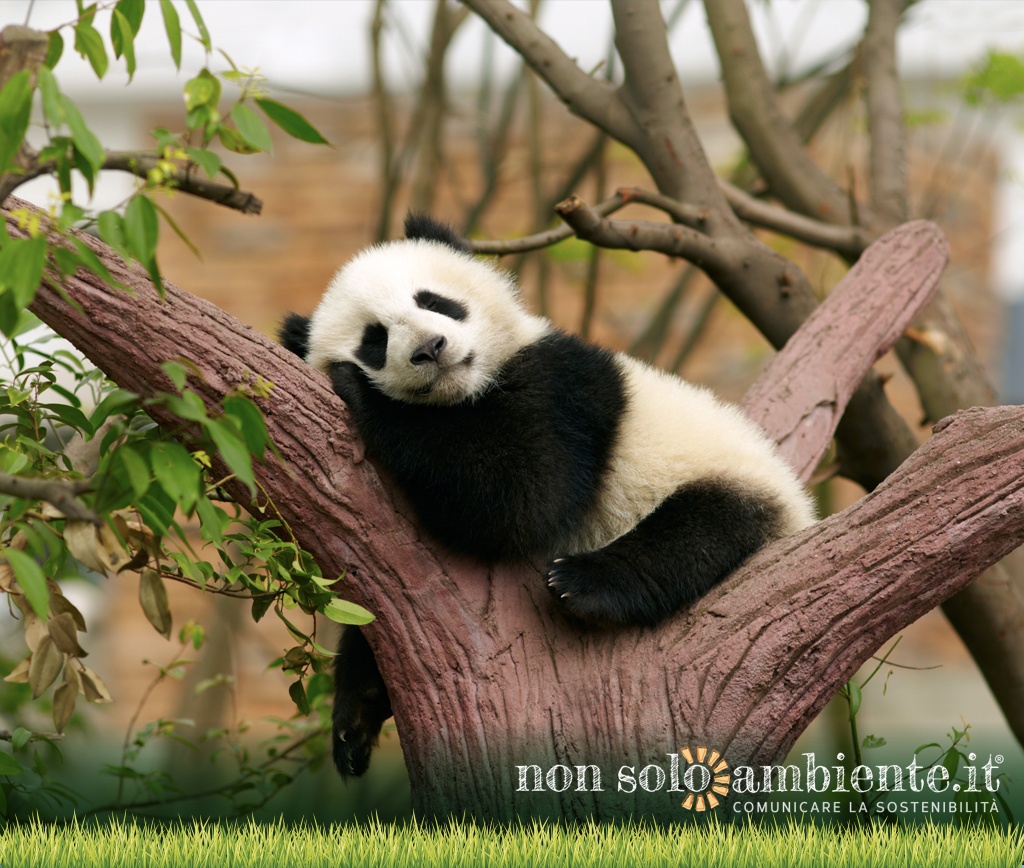 Il panda gigante è davvero al sicuro dall’estinzione?