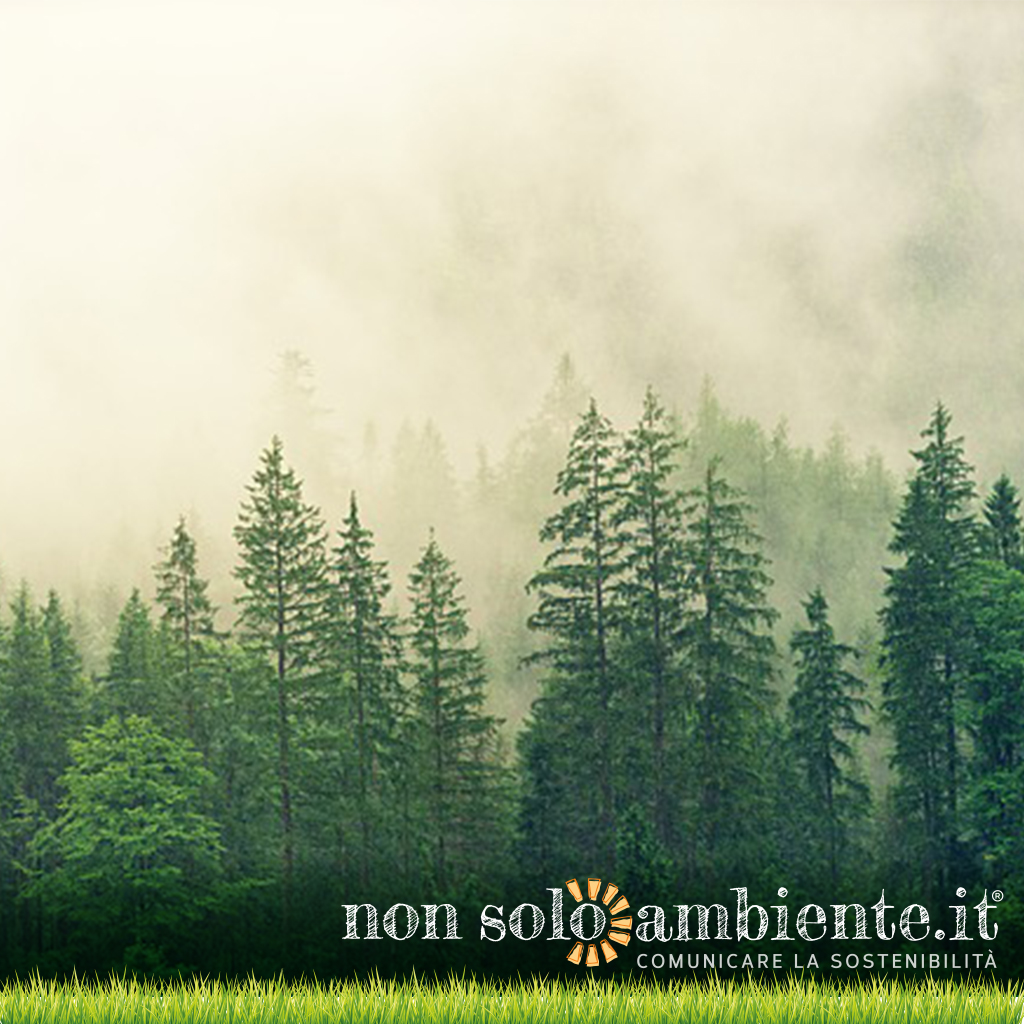 Piantare alberi per salvare il pianeta