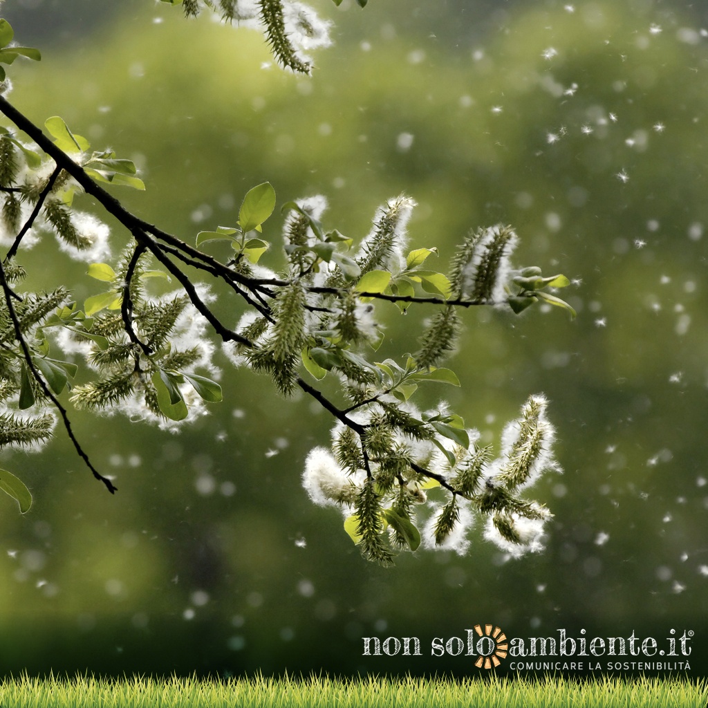 La stagione dei pollini è in anticipo: tutta colpa dei cambiamenti climatici?