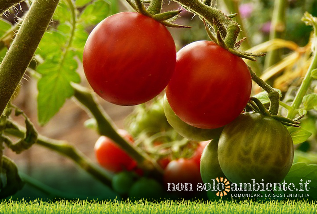 Passi avanti per la tutela della filiera agroalimentare sostenibile