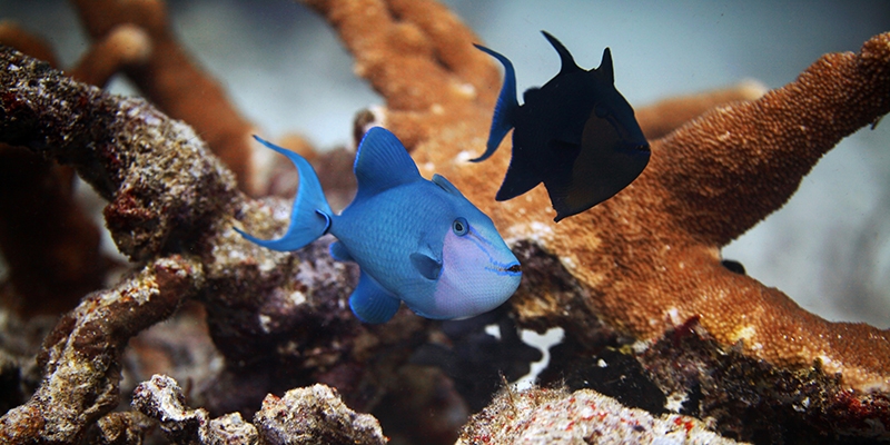 Un trattato per la protezione degli oceani, bene comune e patrimonio dell’umanità