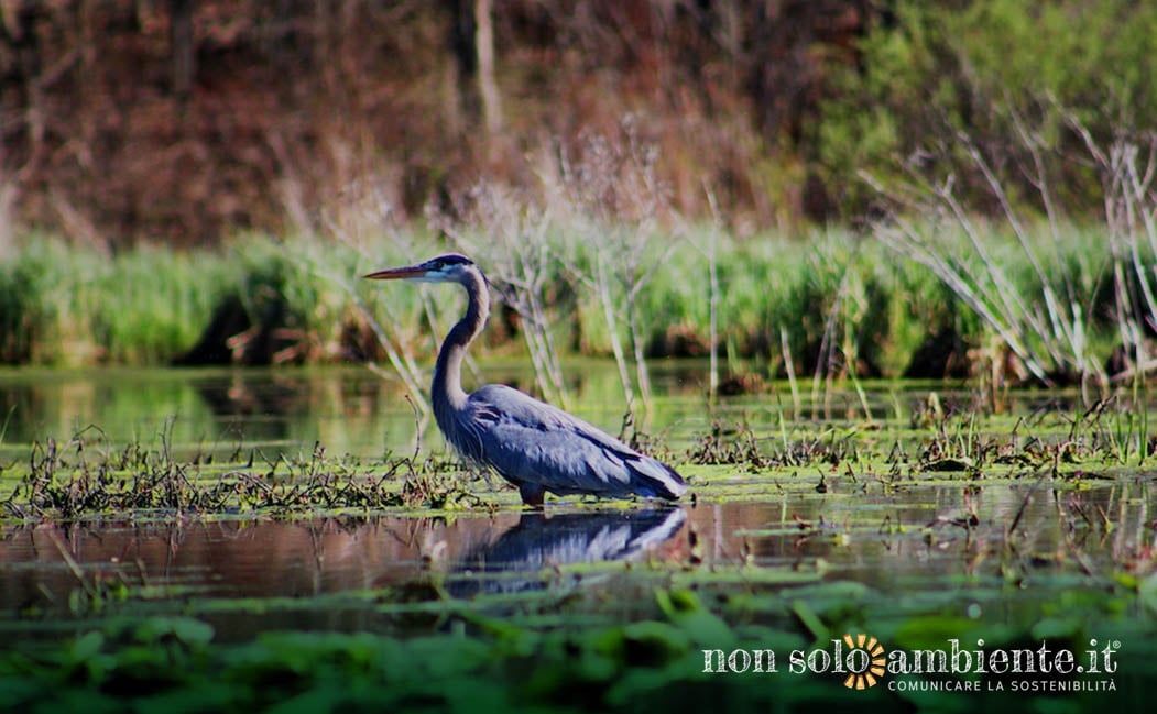 Giornata mondiale delle zone umide 2023 – It’s Time for Wetlands Restoration