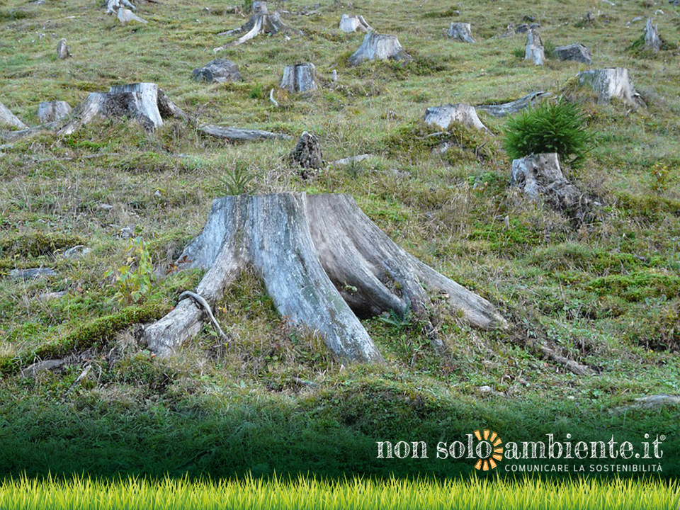 Foreste decimate in Uganda e progetti di rimboschimento sostenibile