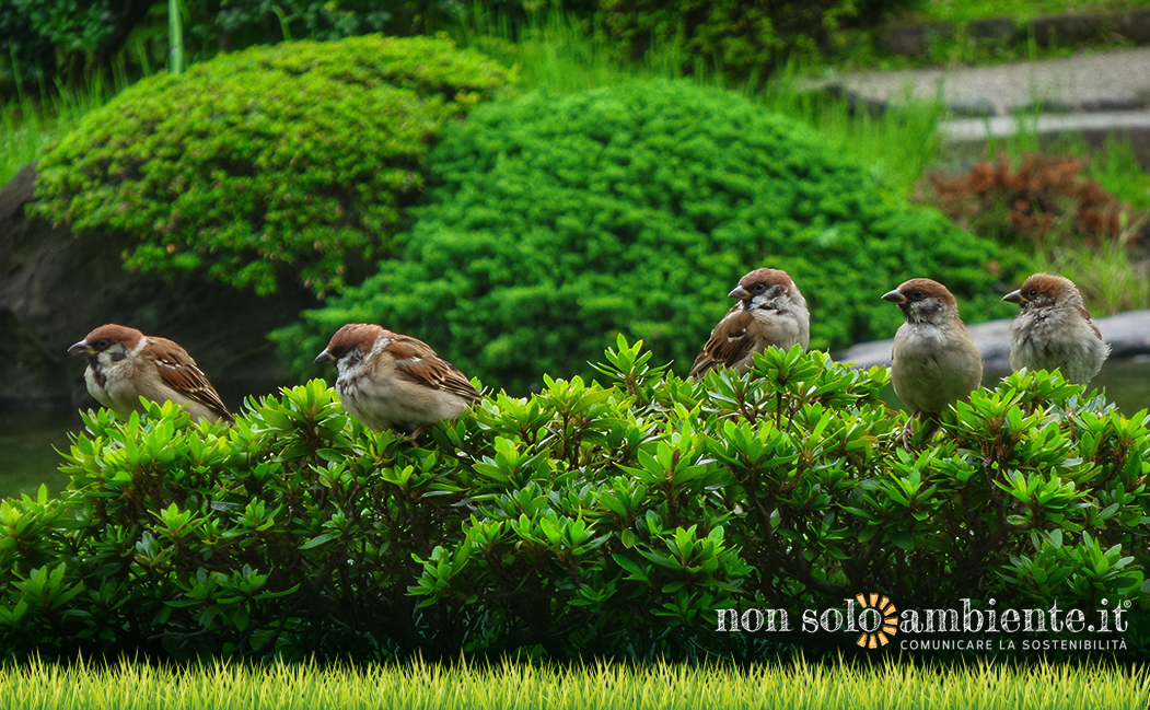 The effects of lockdown on wildlife