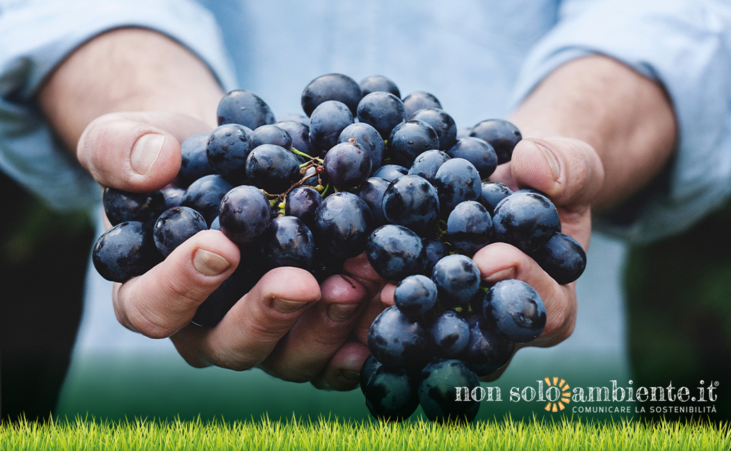 Vino: uniformare la filiera a sostegno della sostenibilità