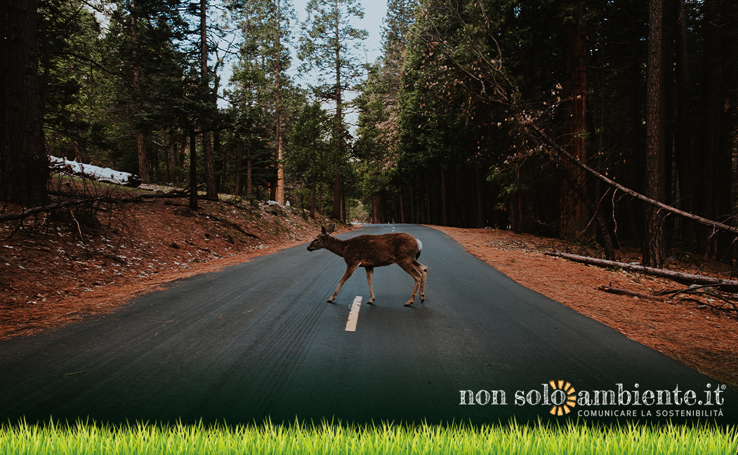 The importance of wildlife bridges for drivers and animals safety