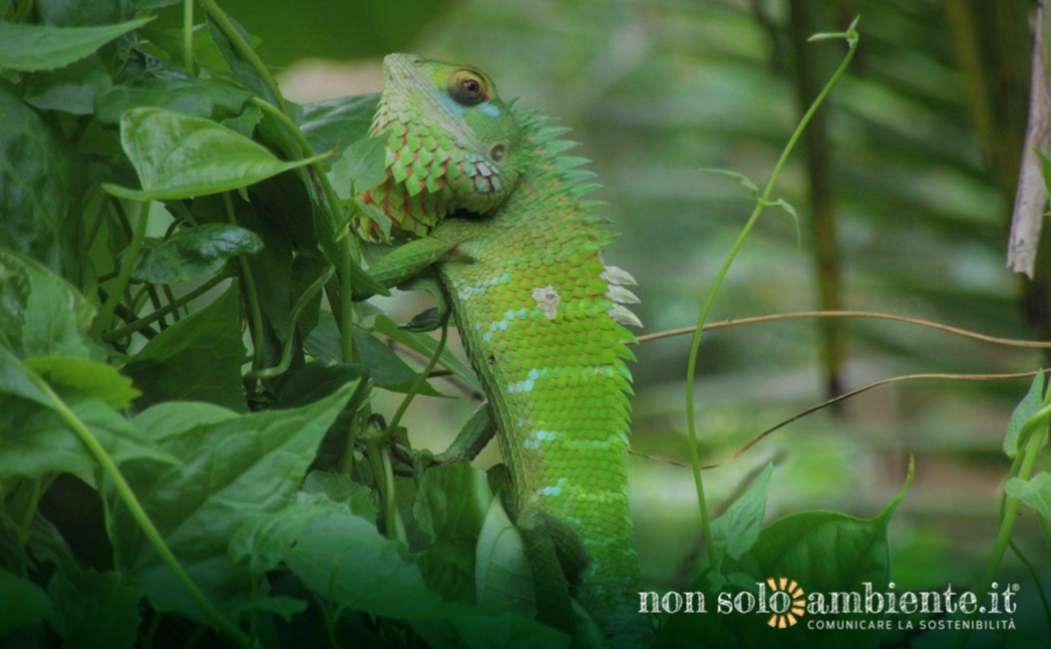 Biodiversità, è allarme defaunazione