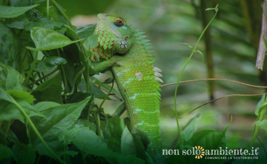 Biodiversità, è allarme defaunazione