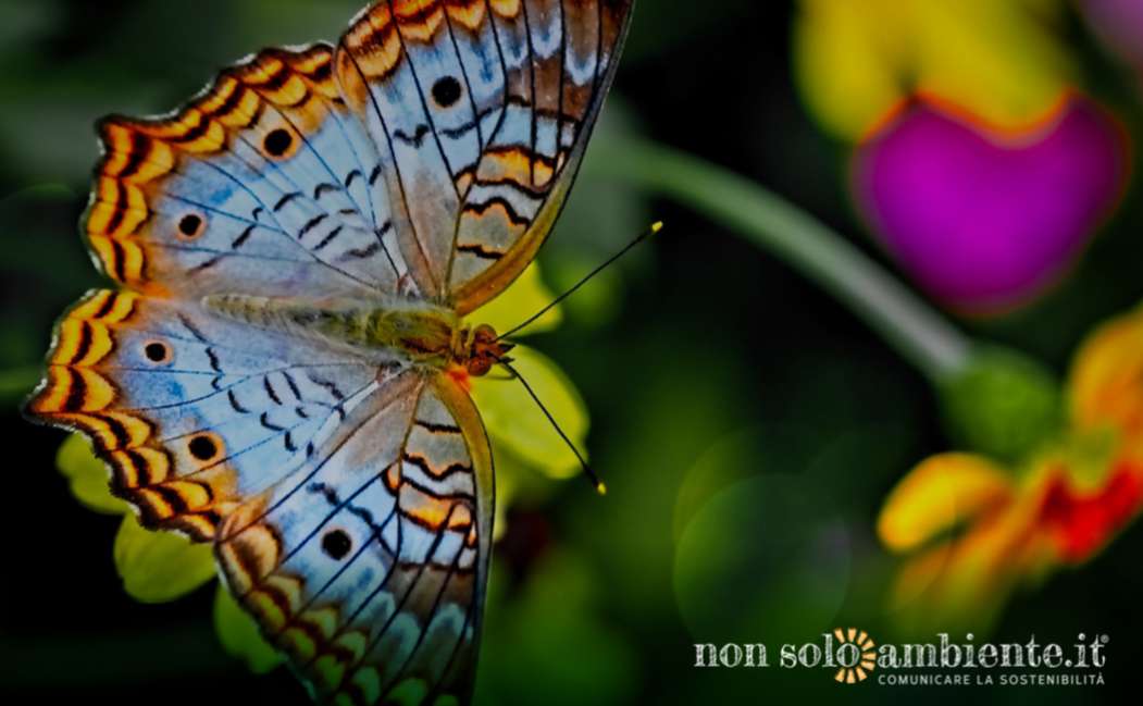 Nature Restoration Law, verso un ripristino degli ecosistemi