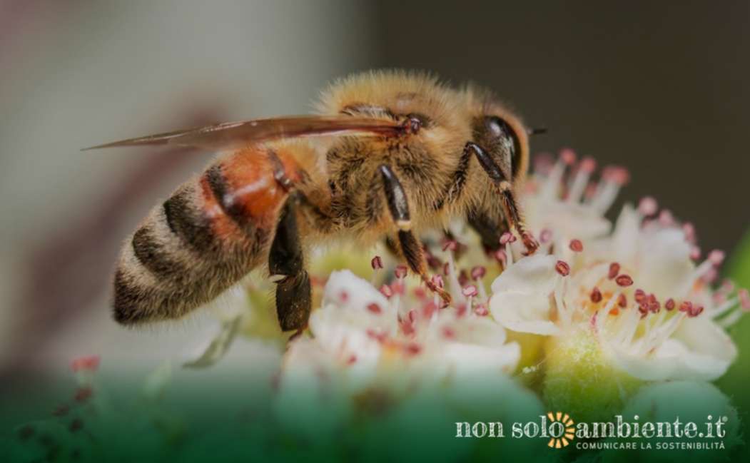 Il 28 luglio è dedicato alla conservazione della natura