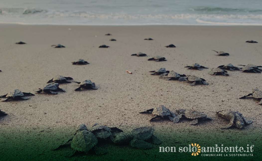 Nel 2023 è boom di nidi di tartarughe marine in Italia