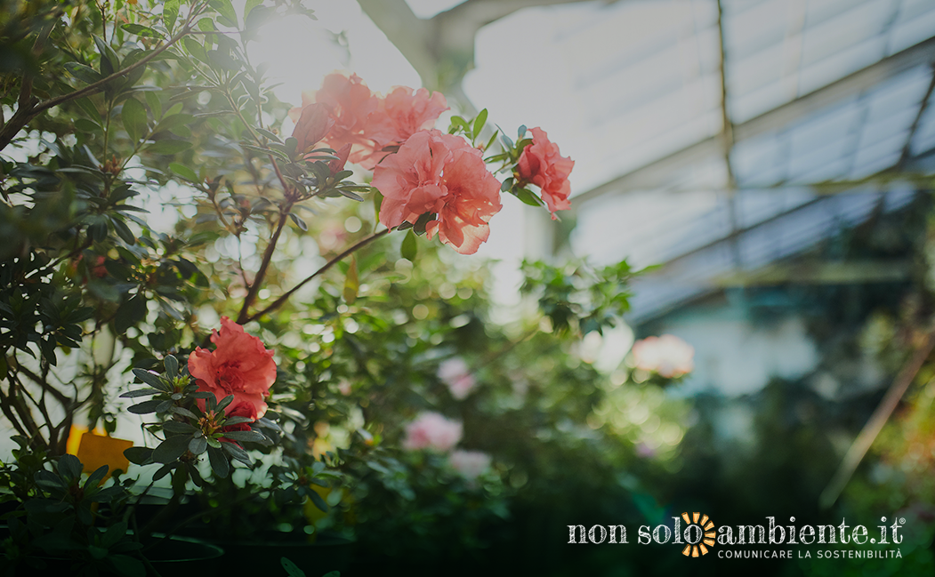 L’impatto ambientale delle rose rosse