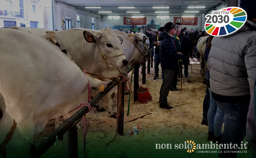 Allevamenti bovini sostenibili: il Fassone di Razza Piemontese