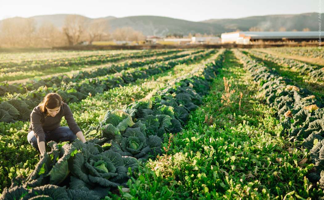 PAC post-2027: il Parlamento europeo rilancia il sostegno agli agricoltori tra semplificazione, sostenibilità e ricambio generazionale