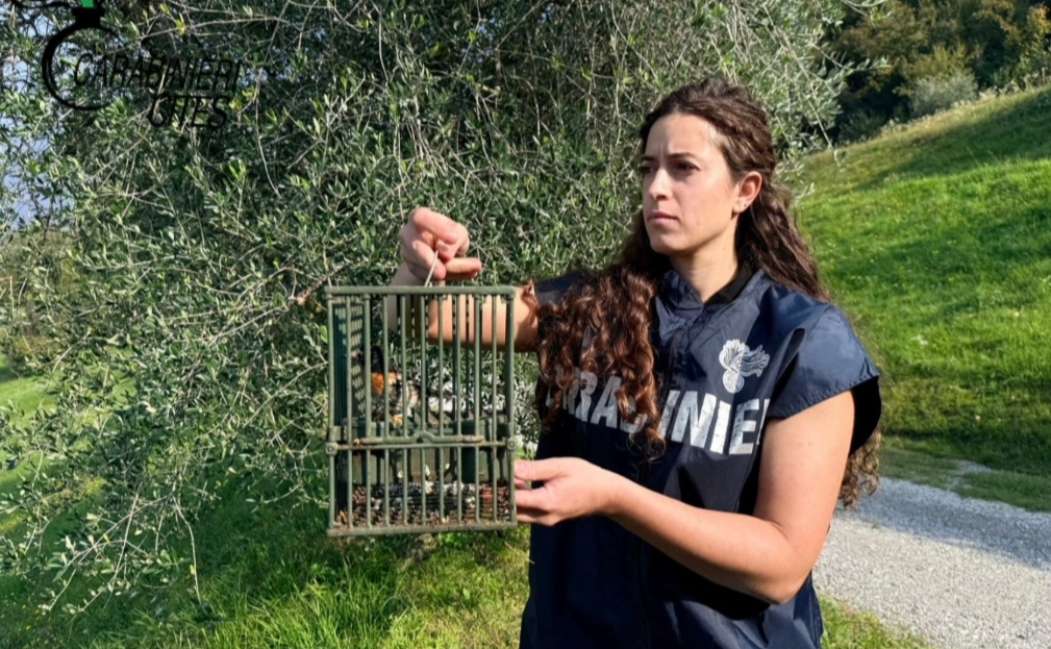 Operazione “Pettirosso 2025”: il volo della legalità contro il bracconaggio