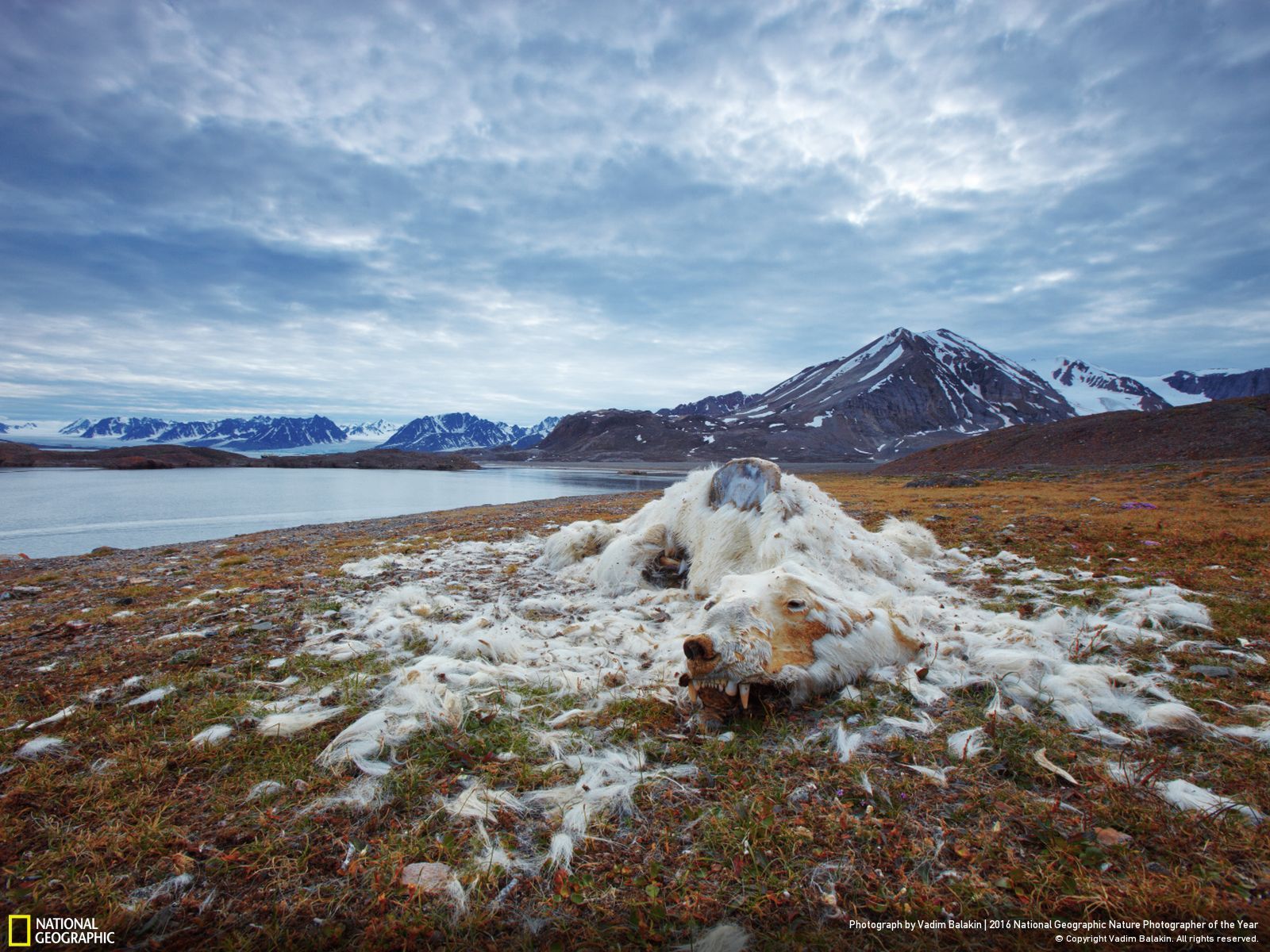 nature-photographer-of-the-year-contest-vladin-balakin